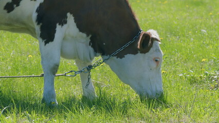 A peaceful and calm cow is grazing in a lush and vibrant green pasture filled with greenery