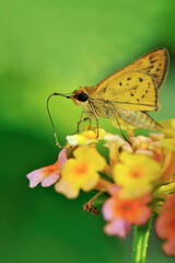 Hespérie de la houque en train de butinier des fleurs de lantanier