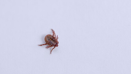 A Highly Detailed CloseUp Image of a Tick Resting on a Bright White Surface with Sharp Focus