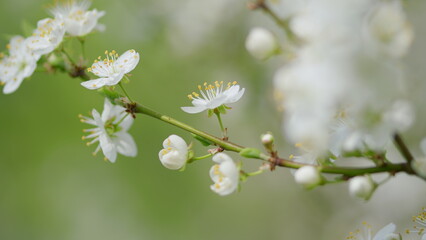The Delicate and Beautiful Blossoms Gracefully Positioned on a Branch in Full Bloom