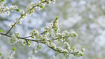 Blooming Spring Flowers on Branches Captured in a Beautiful Soft Focus Style Photograph