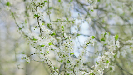 Delicate Blossoms Flourishing and Blooming Beautifully in the Charming Springtime Season