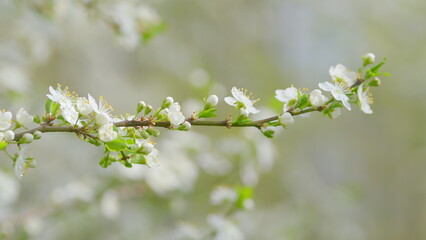 Delicate Spring Blossoms Gracefully Adorning the Branches of Trees in Natures Splendor