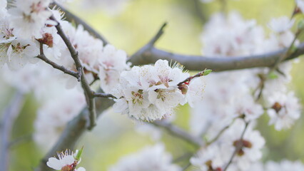 Delicate and Beautiful Blossoms of Spring are Gracefully Adorning the Tree Branches