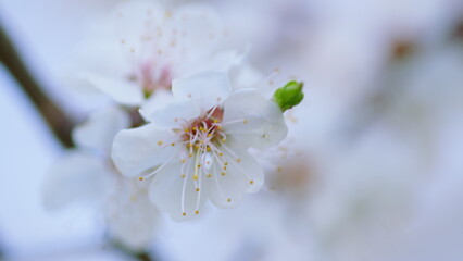 Beautiful White Blossoms in Springtime, showcasing natures vibrant beauty and elegance