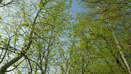Obraz premium Lush and Vibrant Green Trees Standing Majestically Under a Beautifully Clear, Bright Blue Sky Above