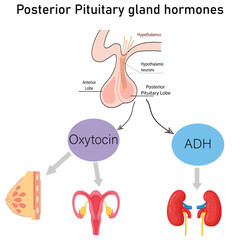 Posterior Pituitary gland hormones and their Targets. Human brain anatomy Medical Illustration
