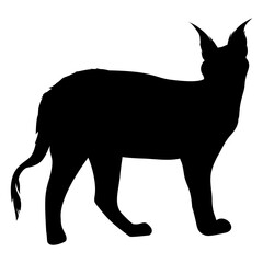 The sleek black silhouette of a caracal cat standing