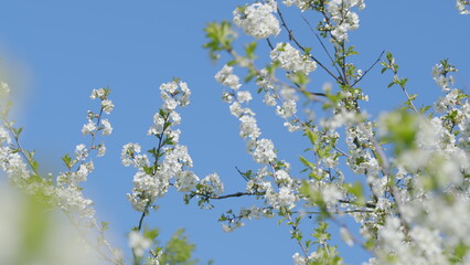 A Serene View of Blooming White Flowers Vibrantly Displayed Against a Clear Blue Sky Above