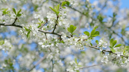 The Blossoming Branches of a Beautiful Flowering Tree Standing Against a Bright, Clear Blue Sky