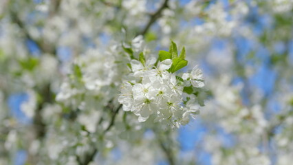 A stunningly beautiful White Blossom Tree in full bloom during the enchanting springtime season