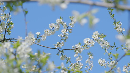 The Beautiful Blooming White Flowers Stand Out Against a Bright Clear Blue Sky Above
