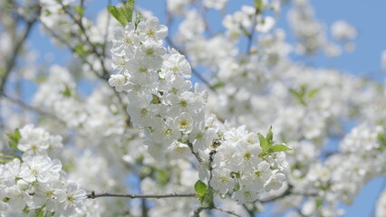 The Beautifully Blooming White Flowers Stand Out Vibrantly Against the Clear Blue Sky Above