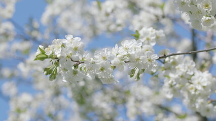 The Beautiful Blossoming White Flowering Trees in the Pleasant and Bright Springtime