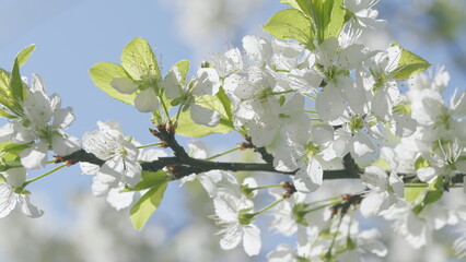 Spring Blossoms A Gorgeous Cherry Blossom Branch in Full Bloom and Vibrant Colors