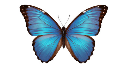 Blue butterfly with open wings in top view, isolated on transparent PNG background