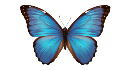 Blue butterfly with open wings in top view, isolated on transparent PNG background