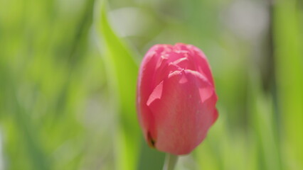 A Stunningly Beautiful Pink Tulip Blooming Gracefully in Lush Green Surroundings
