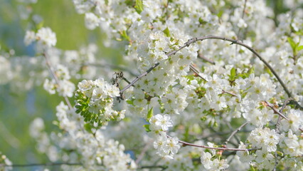 The Blossoming Cherry Trees in Springtime create a stunning visual of vibrant beauty