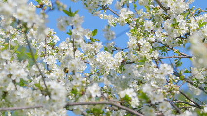 Stunningly Gorgeous Blooming White Flowers Under the Beautiful Warm Glow of Spring Sunshine