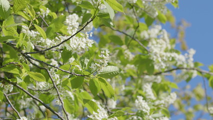 A breathtaking and stunning display of vibrant white flowers against a brilliant blue sky