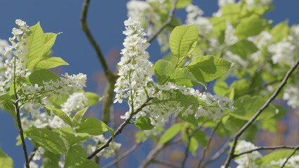 Bright Spring Blooms Vibrantly with Fresh Green Leaves Set Against a Clear Blue Sky