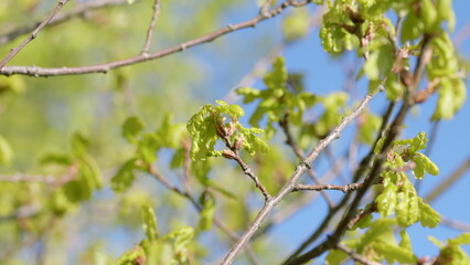 The Vibrant Green Leaves on Branches Stand Out Beautifully Against the Clear Blue Sky