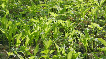 A Lively and Vibrant Green Foliage is Spreading Across the Bright Sunlit Floor of a Forest