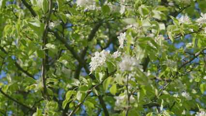 A Beautiful Blooming Apple Tree Stands Radiantly Against a Clear and Luminous Blue Sky