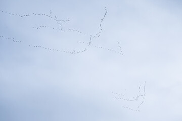 Common crane (Grus grus) migrating in the sky south and making vary big V shape formations in the...
