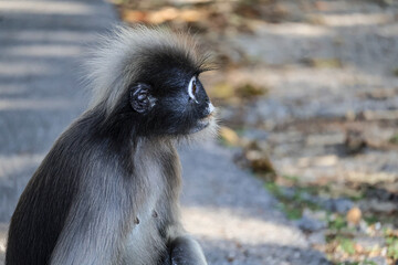 Portrait of Dusky leaf monkey, spectacled langur, wild animals