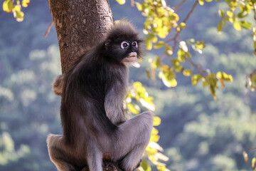 Funny Dusky leaf monkey, spectacled langur sits on a tree, surveying the surroundings