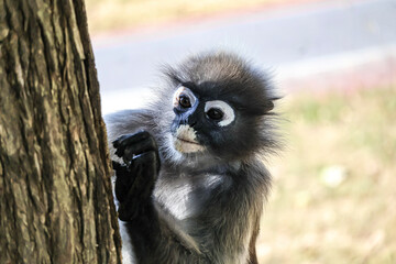 Portrait of Dusky leaf monkey, spectacled langur getting food from tree bark