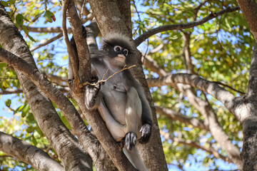 Funny Dusky leaf monkey, spectacled langur sits on a tree, surveying the surroundings