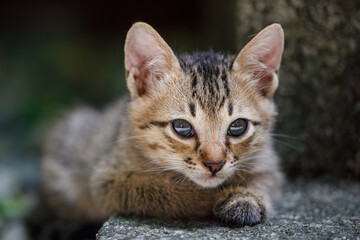 Close-Up Portrait of a Curious Tabby Kitten