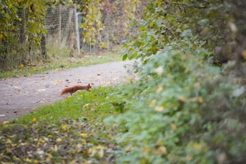 Eurasian red squirrel (Sciurus vulgaris) jumping in the air while running fast in the green bushes,...