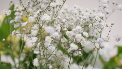 Delicate White Babys Breath Flowers Beautifully Captured in a Stunning Soft Focus Setting
