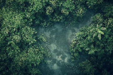 Mystical green forest from above reveals foggy ground, creating an ethereal vibe