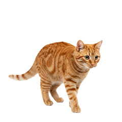 Orange Tabby Cat Image: Stock Photo on transparent background