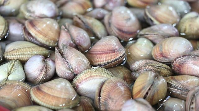 Korean seafood and fishery &ndash; Sakhalin surf clams (sae-jogae)-1