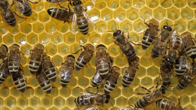 Bees convert nectar in to honey. Bees fill honeycomb with nectar, which is then converted into honey.