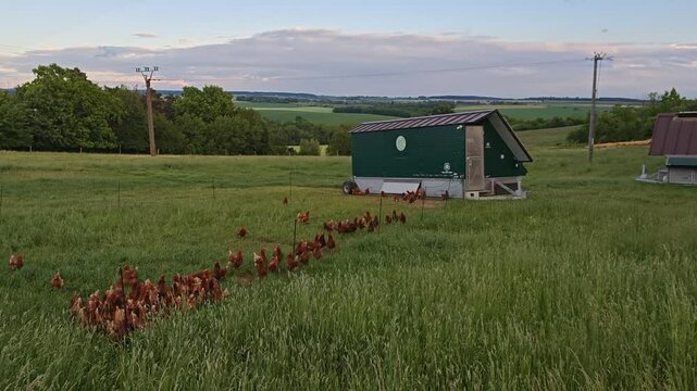 Mobile chicken coop on farm for free-range poultry keeping in countryside, rural sustainable agriculture hen house on a meadow