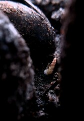 Yogyakarta, May 17'2025. The Single Small Cocoon
The small cocoon attacked by ants.