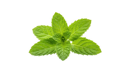 Close-up of Fresh Mint Leaves Isolated on Transparent PNG Background ,mint leaves, spearmint, peppermint, mentha, podina, herb, green,