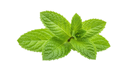 Close-up of Fresh Mint Leaves Isolated on Transparent PNG Background
