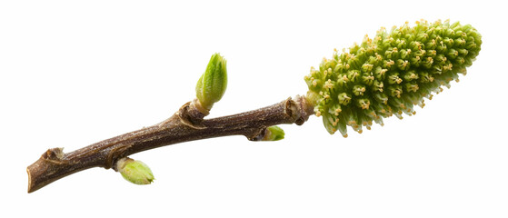 Obraz premium Spring Branch with Buds and Blossom
