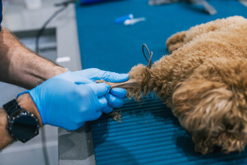 Veterinarian placing catheter on dog's paw in veterinary hospital
