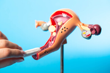 Close-up of a woman's hand inserting a sanitary tampon into a medical model of the female reproductive system. Absorption of menstrual discharge. Copy space for text