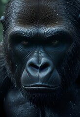 Wet gorilla in serene close-up with eyes closed.