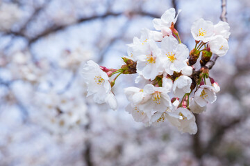久松公園の満開の桜 鳥取県 久松公園